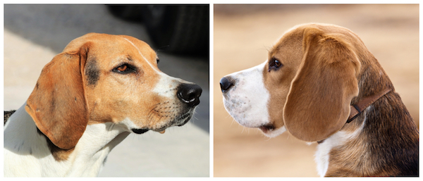 Foxhound sales and beagle