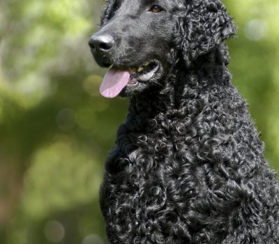 Curly-Coated Retriever, curling iron, wetsuit, Hugh Bradner, Jack O’Neill, Bob Meistrell, coat