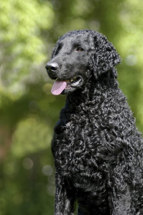 Curly-Coated Retriever, curling iron, wetsuit, Hugh Bradner, Jack O’Neill, Bob Meistrell, coat