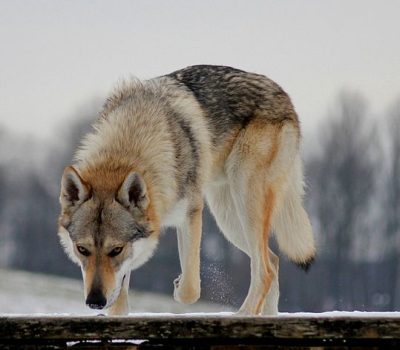 Czechoslovakian Vlcak, Czechoslovakian Wolfdog, Wintergreen, Z Pohranicni Straze,