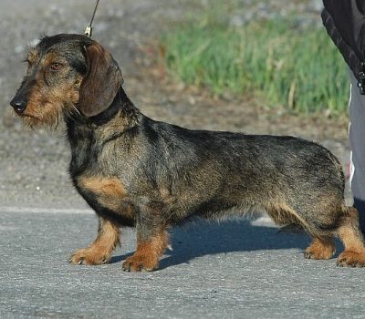 Color, Dachshund, pattern, wild boar, agouti