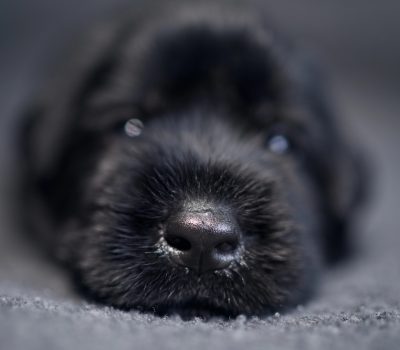 Russian Bear Schnauzer, Munich Schnauzer, Riesenschnauzer, Giant Schnauzer, police dog