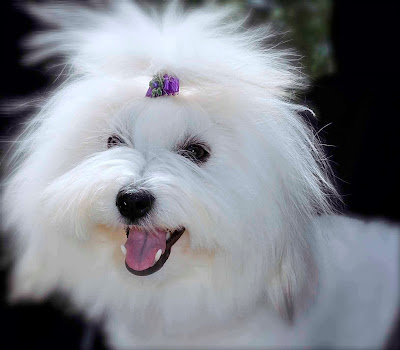 Coton de Tulear, smile, Samoyed,