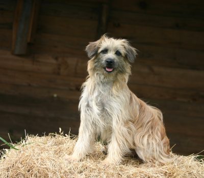 Smooth, coat, hair, rough, Berger des Pyrenees, Petit Berger, Labrit, Berger de Pyrenees, Pyr Shep, PyreShep,