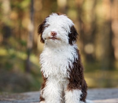 Spanish Water Dog, tail, brachyouria, anuria