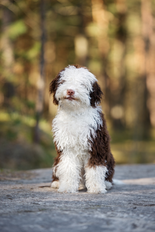 Spanish Water Dog, tail, brachyouria, anuria