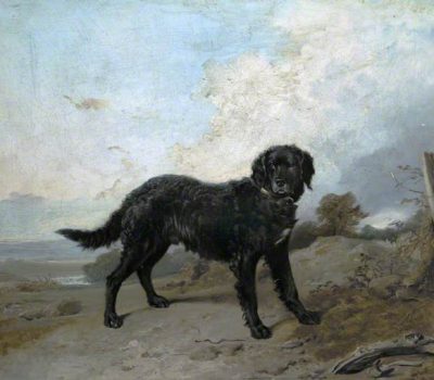 Tweed Water Spaniel, Ladykirk Spaniel, Golden Retriever, tweed, Dudley Churchill Marjoribanks