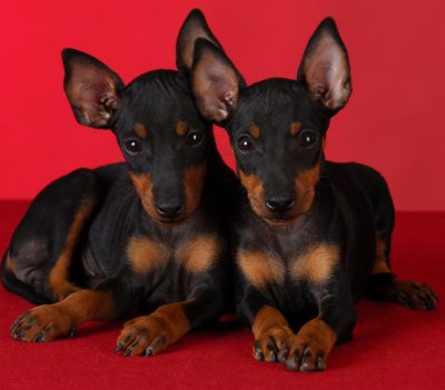 Ken-L Ration, jingle, commercial, TV,Manchester Terrier