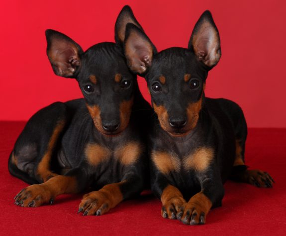 Ken-L Ration, jingle, commercial, TV,Manchester Terrier