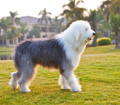 Old English Sheepdog, amble, waddle, gait, pacing, Kamschatka, Beringia, sled dog race, sled dog