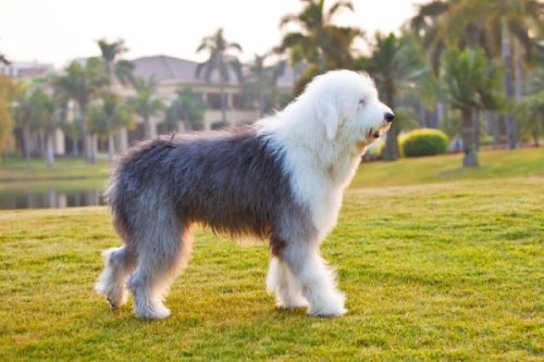 Old English Sheepdog, amble, waddle, gait, pacing, Kamschatka, Beringia, sled dog race, sled dog