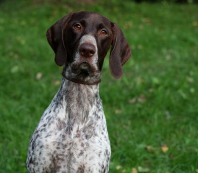 furrow, term, groove, line, German Shorthaired Pointer, Pointer, scissura