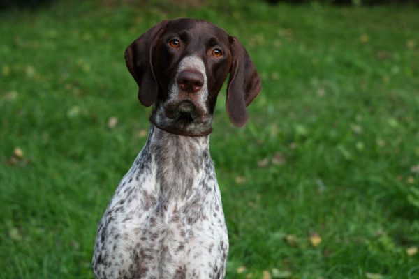 furrow, term, groove, line, German Shorthaired Pointer, Pointer, scissura