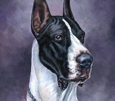 Great Dane, coat, Boston, Boston Effect, Mantle, color, marking, pattern