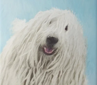 Komondor, Puli, ears