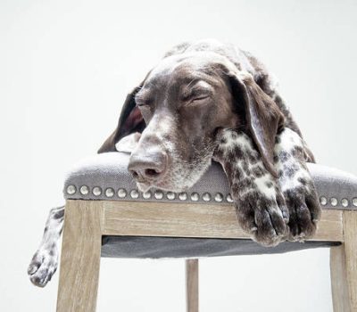 German Shorthaired Pointer, Deutsch Kurzhaar, Brauntigerklub, ticking, color, coat,