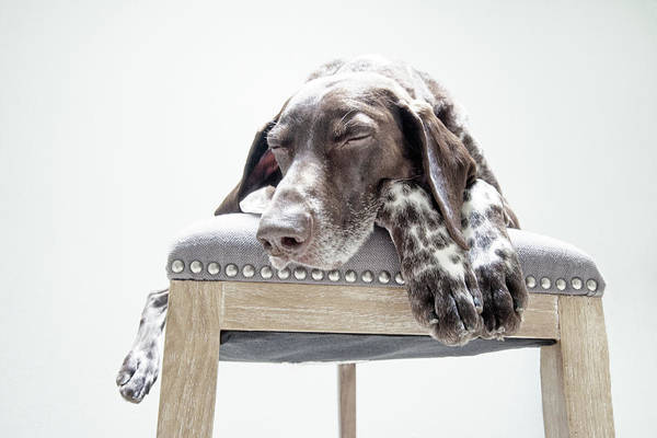 German Shorthaired Pointer, Deutsch Kurzhaar, Brauntigerklub, ticking, color, coat,