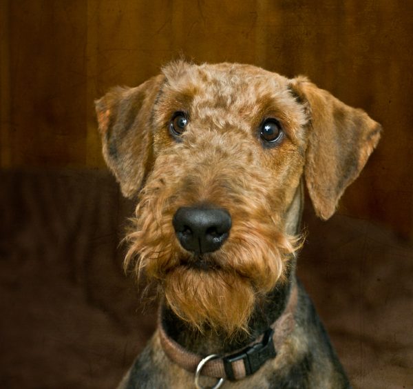 Airedale Terrier, attitude, nickname, King of Terriers,A.F. Hochwalt