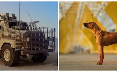 Rhodesian Ridgeback, military, platform, vehicle