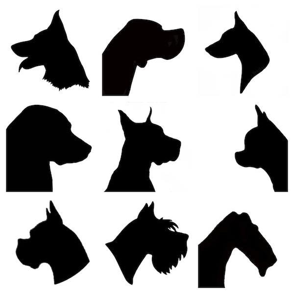 Pointer, Bull Terrier, head, type