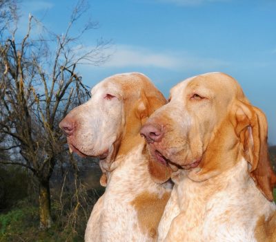 Bracco Italiano, Zygomatic Arches, head,ears