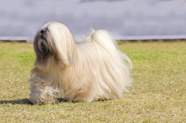 Apso Seng Kye, Bark Lion Sentinel Dog, Lhasa Apso, Tibetan Apso, Lion Dog, Sako, Abso Seng Kye, legend, mythology