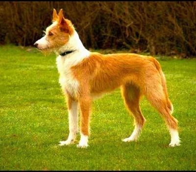 Coelleiro galego, Podengo Galego,Can de Palleiro, Galician Shepherd Dog, Galician Celtic Wolfdog, Galician Palleiro, Galician Warren Dog,