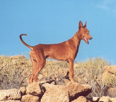 Canary Islands Warren Hound, Canarian Warren Hound,Podenco Canario, podenco