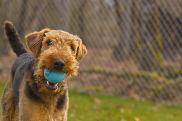 Airedale Terrier, attitude, nickname, King of Terriers,A.F. Hochwalt