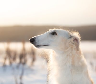 Borzoi, coat, silky, texture