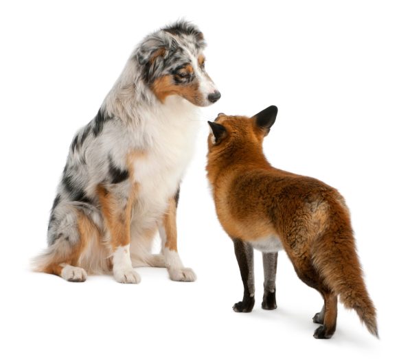 Fox, foxy, breed standard, term