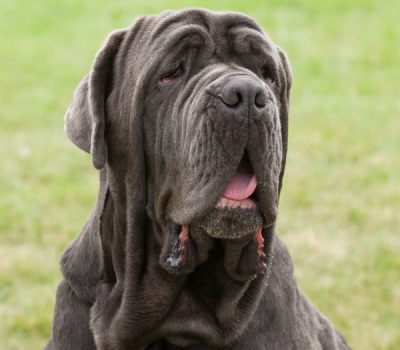 Mastinari, Neo, Mastino, Mastino Napoletan, Mastini, Neapolitan Mastiff,