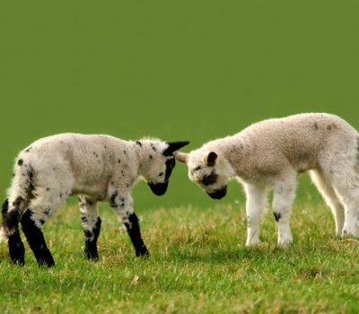  Great Pyrenees, Sheep Experiment Station, LGD, Livestock Guardian Dog,Caitlin Cimini,Rancho Relaxo