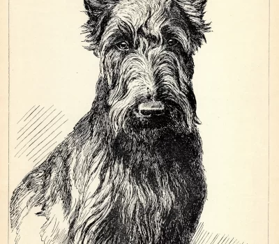 Scottish Terrier, Thomas Brown, John T. Marvin, Old Scotch Terrier, Cairn Terrier, Skye Terrier, Birmingham