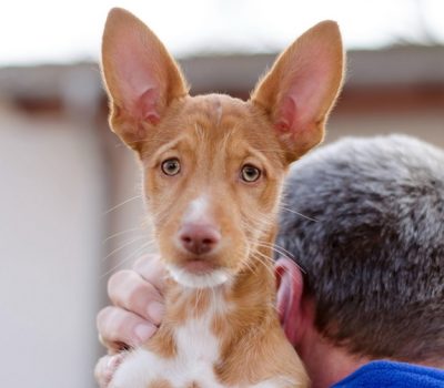 Podenco Maneto, warren hound,Dachshund Pondenco