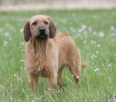 Karl Peintinger, Styrian Rough Haired Mountain Hound, Peintinger Bracke, Styrian Hound, Steirische Rauhhaarbracke, Grand Bracke