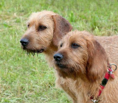 Styrian Rough Haired Mountain Hounds