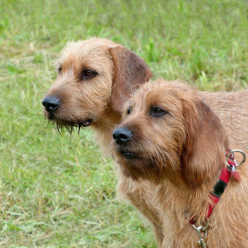 Styrian Rough Haired Mountain Hounds