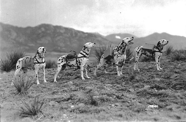 Dalmatian,Coach Dog,Firehouse Dog,Spotted Dick,Plum Pudding Dog, Balkan War, military dog,war dog, Lt. Col. Edwin Hautenville Richardson, 