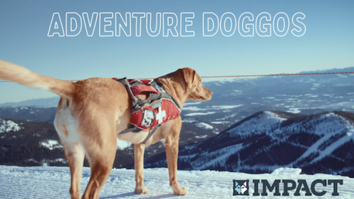 Impact Dog Crates "Adventure Doggos" Photo Challenge