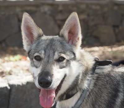 Lobito Herreño, Herreño wolf dog, Herreño shepherd dog, José Juan Pestano, canchas, Manolo Pérez Ramirez, Association for the Recovery of the Herreño Wolf Dog,