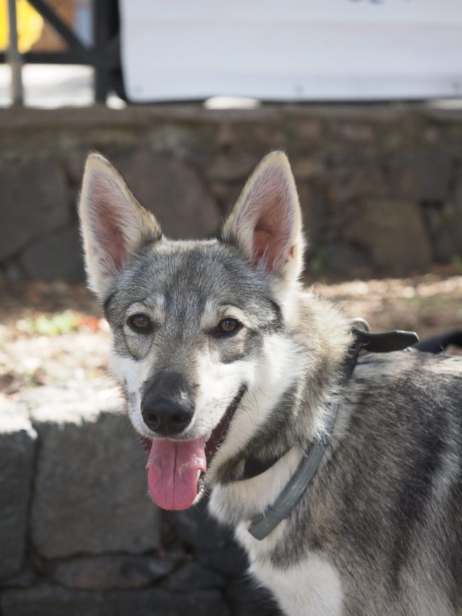 Lobito Herreño, Herreño wolf dog, Herreño shepherd dog, José Juan Pestano, canchas, Manolo Pérez Ramirez, Association for the Recovery of the Herreño Wolf Dog,