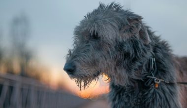 Cormac ua Cuinn, Cormac Ulfada,Cormac mac Airt, Irish Wolfhound, Bran, Sceolan, Fionn MacCumhaill