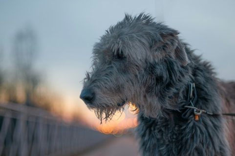 Cormac ua Cuinn, Cormac Ulfada,Cormac mac Airt, Irish Wolfhound, Bran, Sceolan, Fionn MacCumhaill