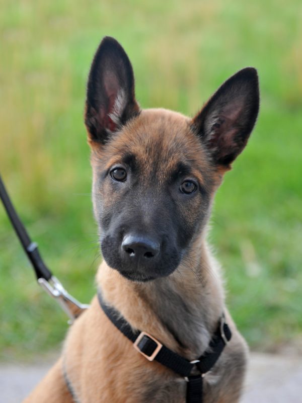  Belgian Malinois,military dog, conservation dog, Dutch Shepherd,