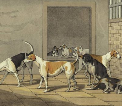Samoyed, Greyhound, Saluki, English Foxhound, Dunn, Hutchinson's Popular and Illustrated Encyclopedia