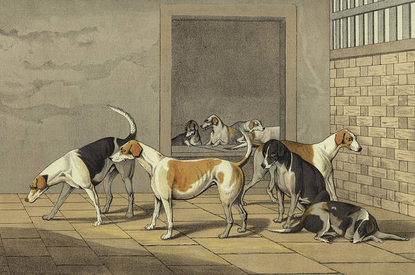 Samoyed, Greyhound, Saluki, English Foxhound, Dunn, Hutchinson's Popular and Illustrated Encyclopedia