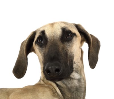 Sloughi, Arabian Greyhound, melancholy, expression