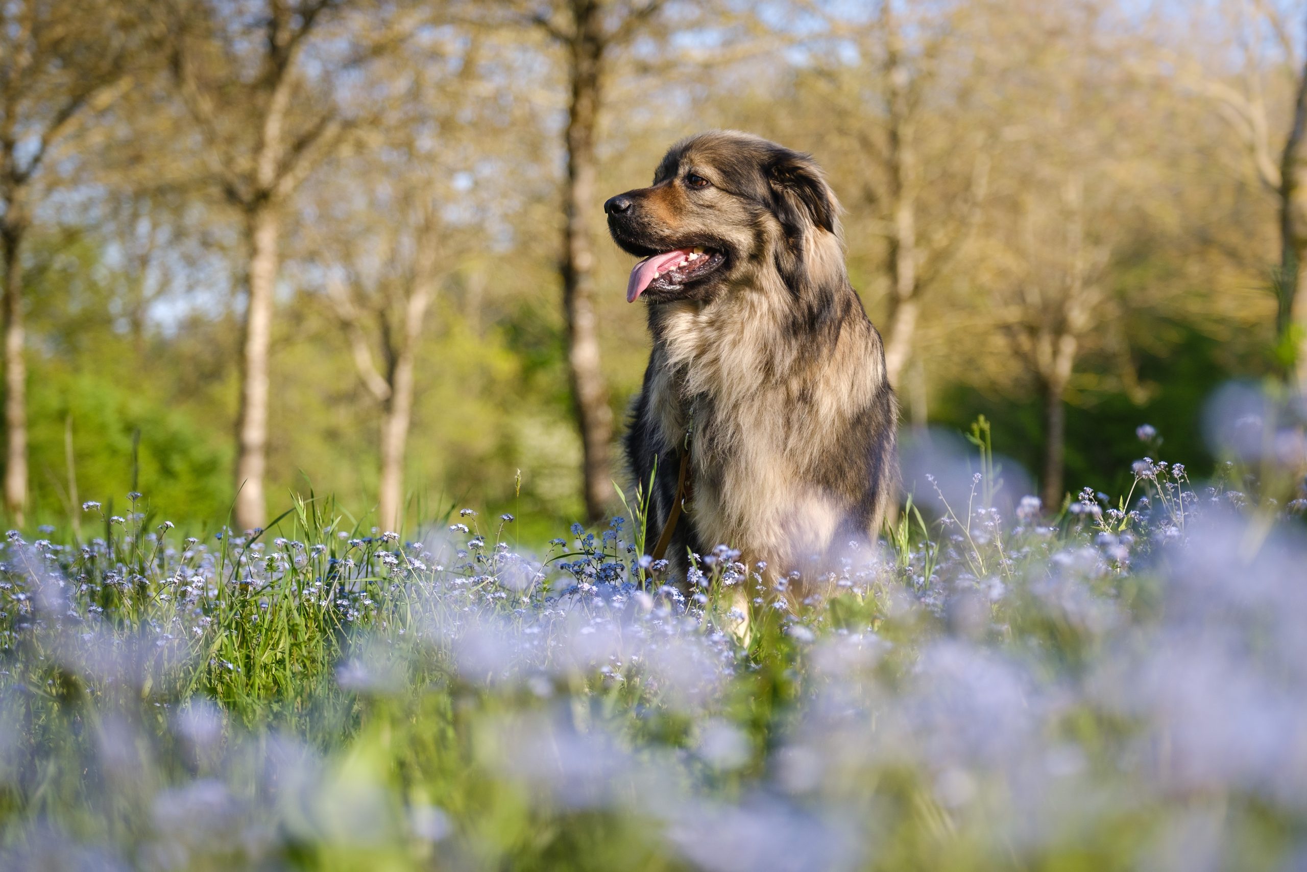 - National Purebred Dog Day®