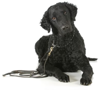 Curly-Coated Retriever, Large Rough Water Dog, English Water Spaniel, the Tweed Water Spaniel, Robbie Burns, Curly Retriever, 